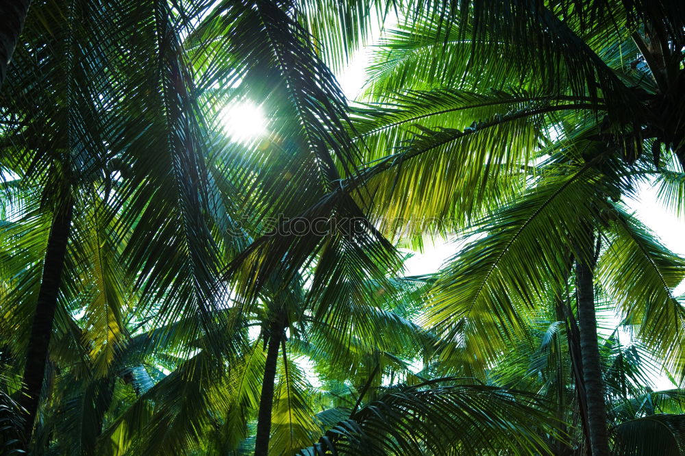 Similar – Seychelles Palm View