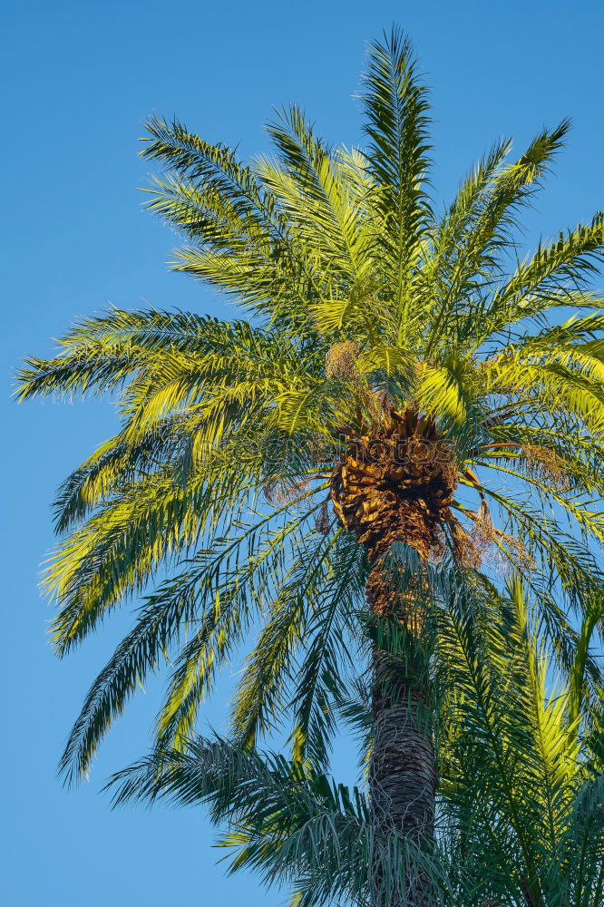 Similar – Under palm trees Palm tree