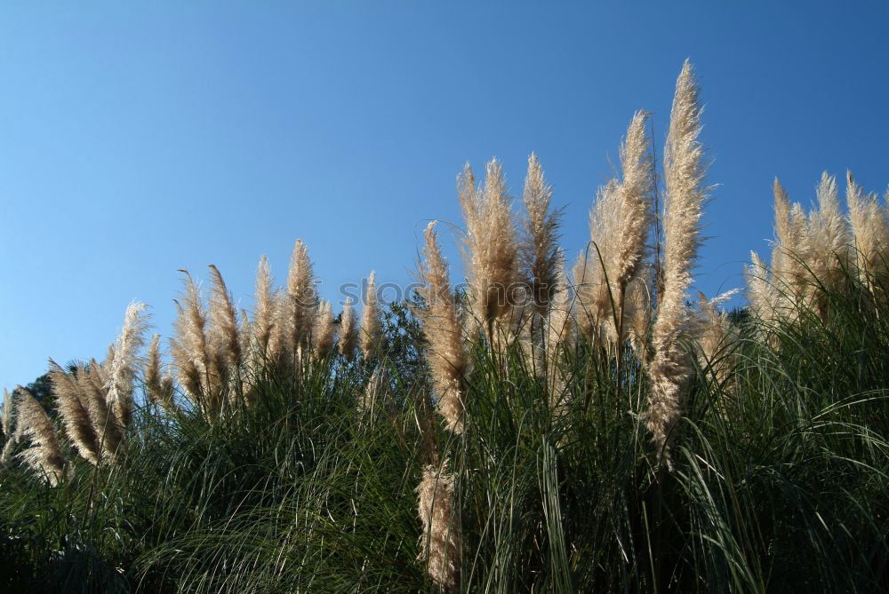 Image, Stock Photo Reed in the wind Ocean