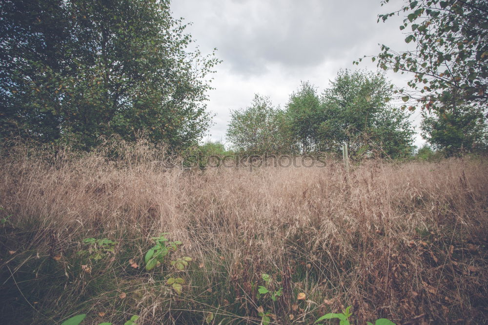 Similar – field Nature Landscape