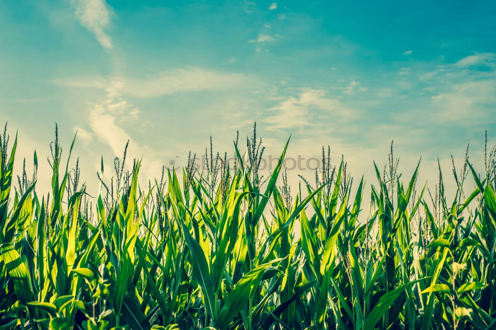 Image, Stock Photo Corn field in the summer