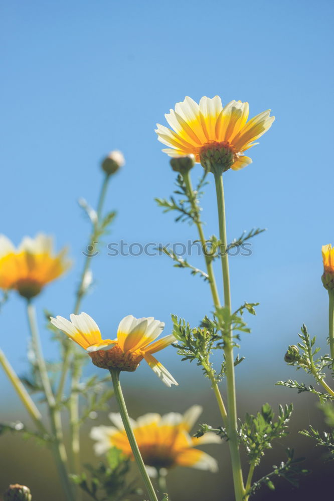 Similar – Image, Stock Photo blue 05 Hiking Break