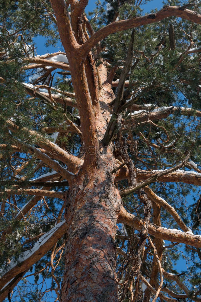 Similar – upward Tree Forest