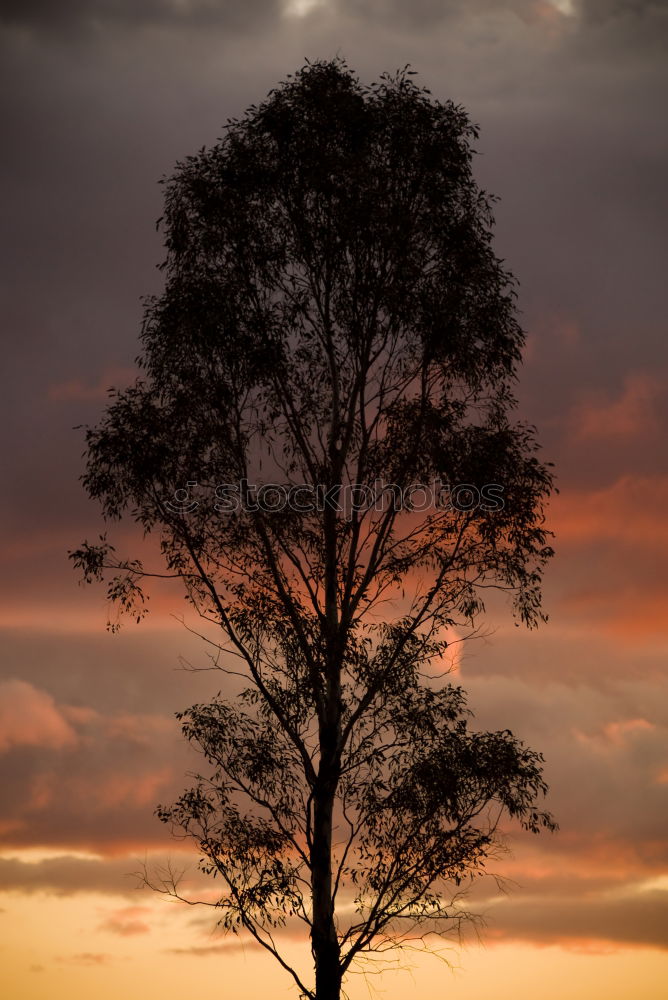 Similar – Image, Stock Photo ponder Tree Clouds