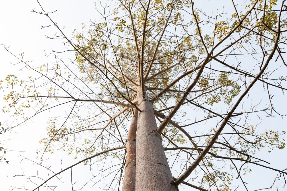 Similar – look up at the tree …