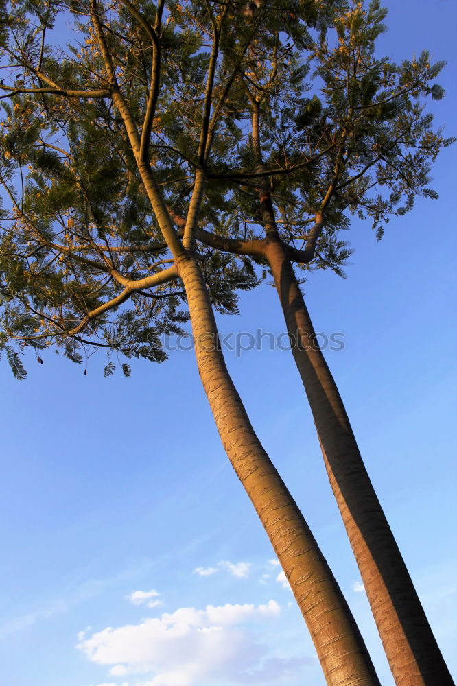 Similar – teletubbieland Wiese grün