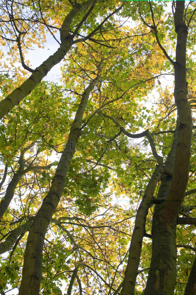 Similar – Image, Stock Photo Beech in May Nature Plant