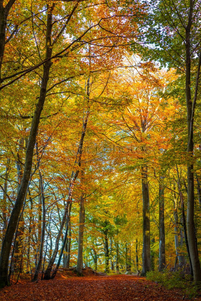 Similar – Autumn trail in yellow forest