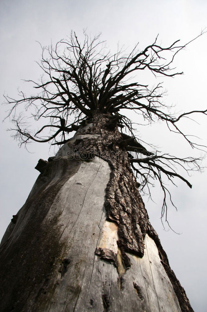 Similar – Foto Bild Tree II Baum