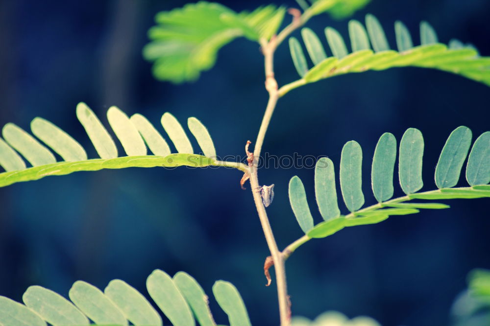 Similar – Image, Stock Photo Creative layout made of green leaves