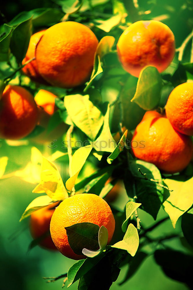 Similar – Sweet fruits Fruit Orange