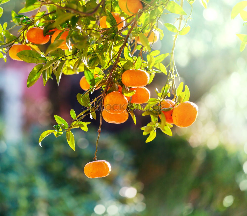 Similar – Image, Stock Photo Quince Physalis Chestnut Rose Hip