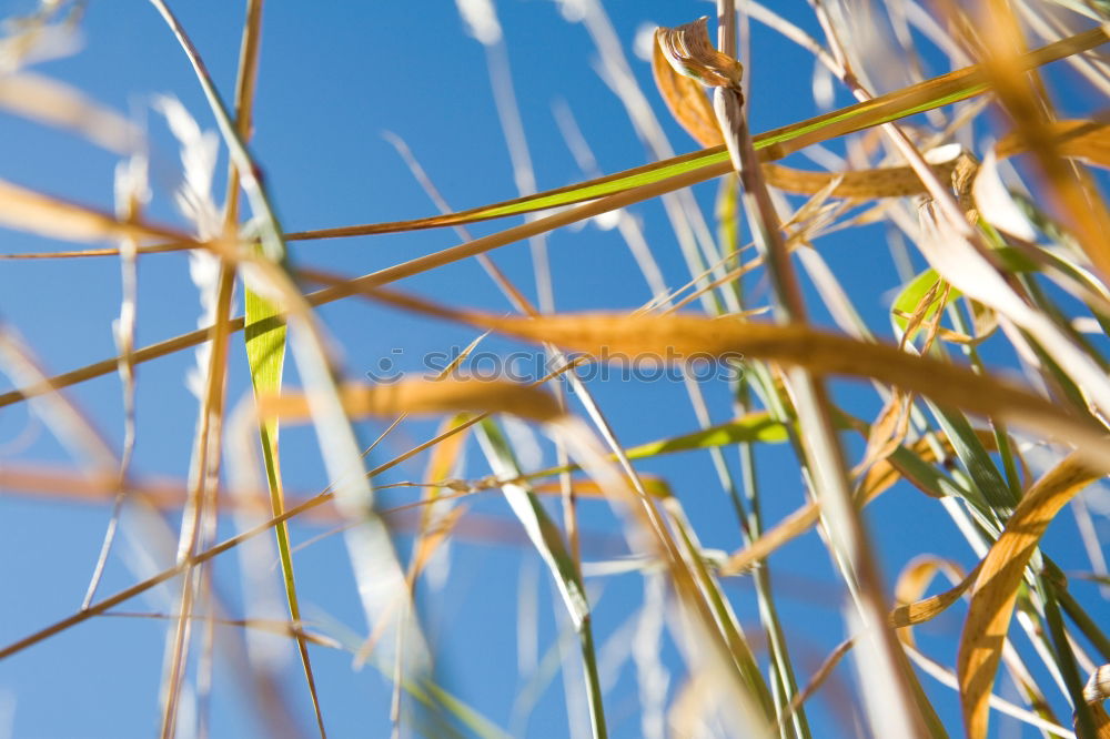 Similar – Image, Stock Photo -crawl-animal-view- Meadow