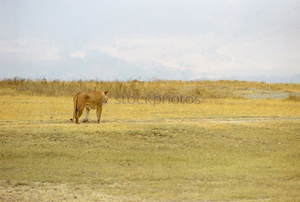 Similar – Image, Stock Photo Many in the Gobi Mongolia