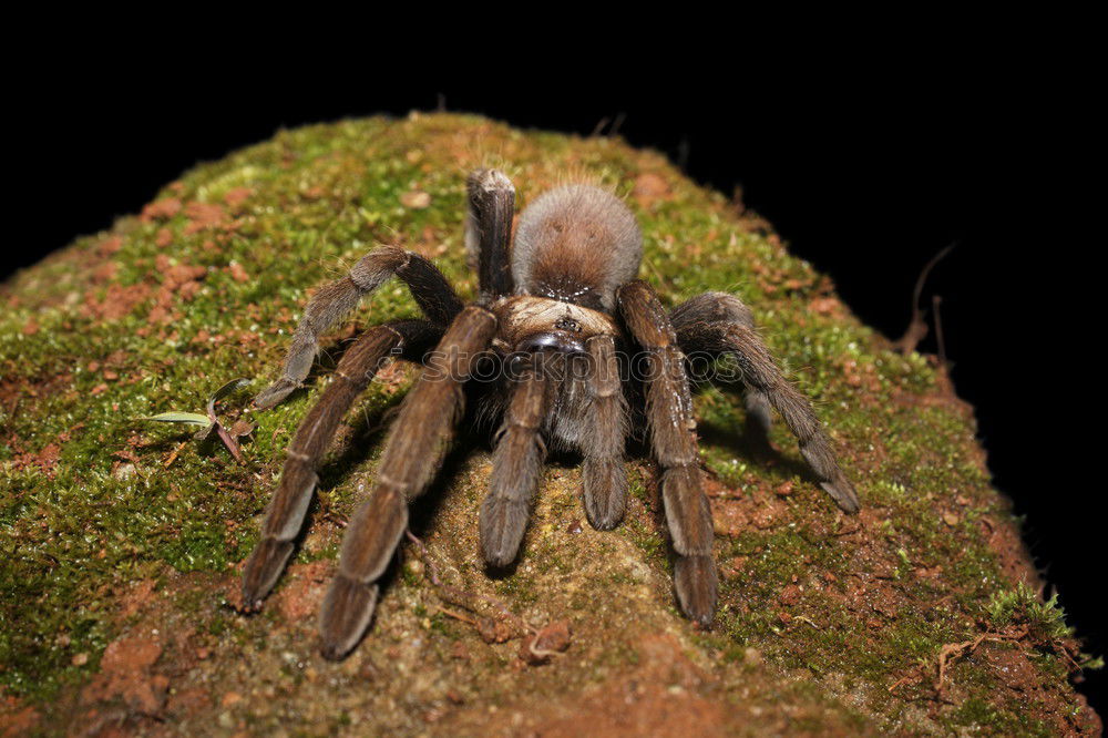 Foto Bild Pfui Spinne Vogelspinne