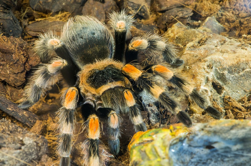 Similar – Beauty & Beauty Spider Zoo