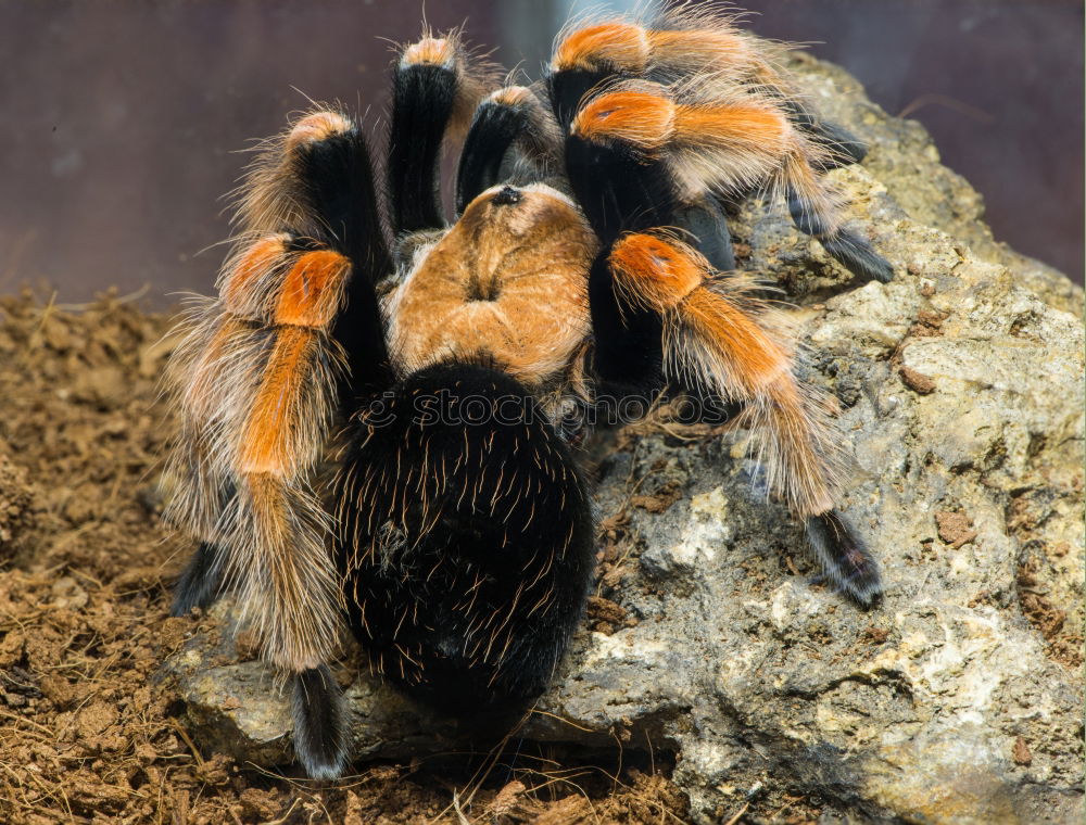 Beauty & Beauty Spider Zoo