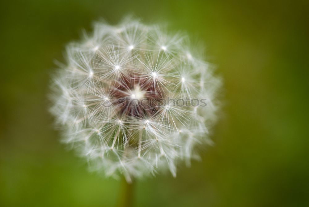 Daisies from the frog’s eye view