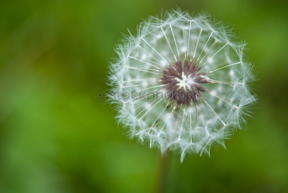 Similar – detail of a blue cornflower