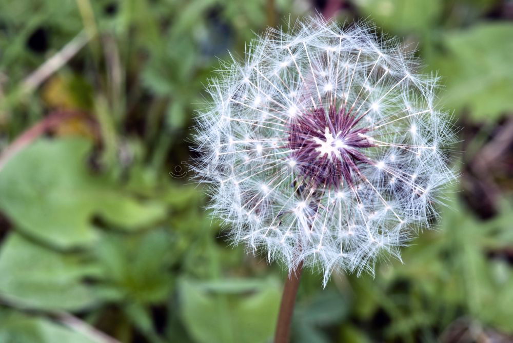 Similar – violette Blüte des Zierlauchs /Allium vor verschwommenem Hintergrund