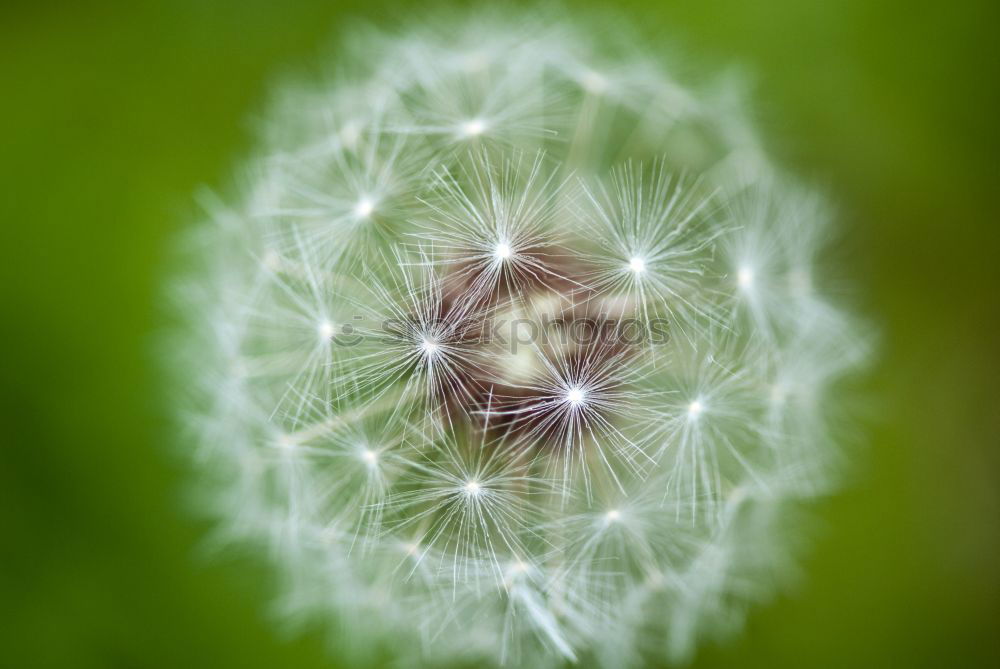 Image, Stock Photo departed Dandelion Miss