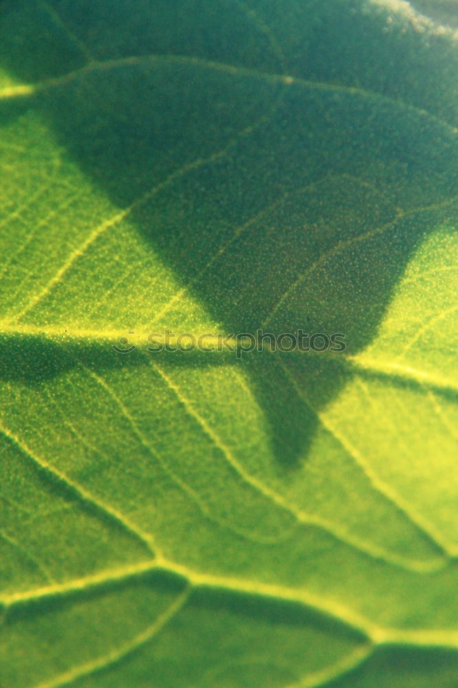 Similar – Foto Bild Sonnenblume Blume grün