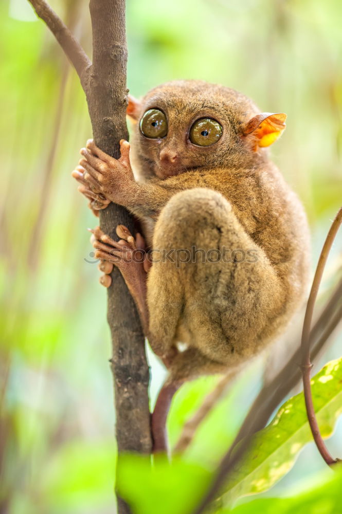 Similar – Image, Stock Photo Cogito ergo sum