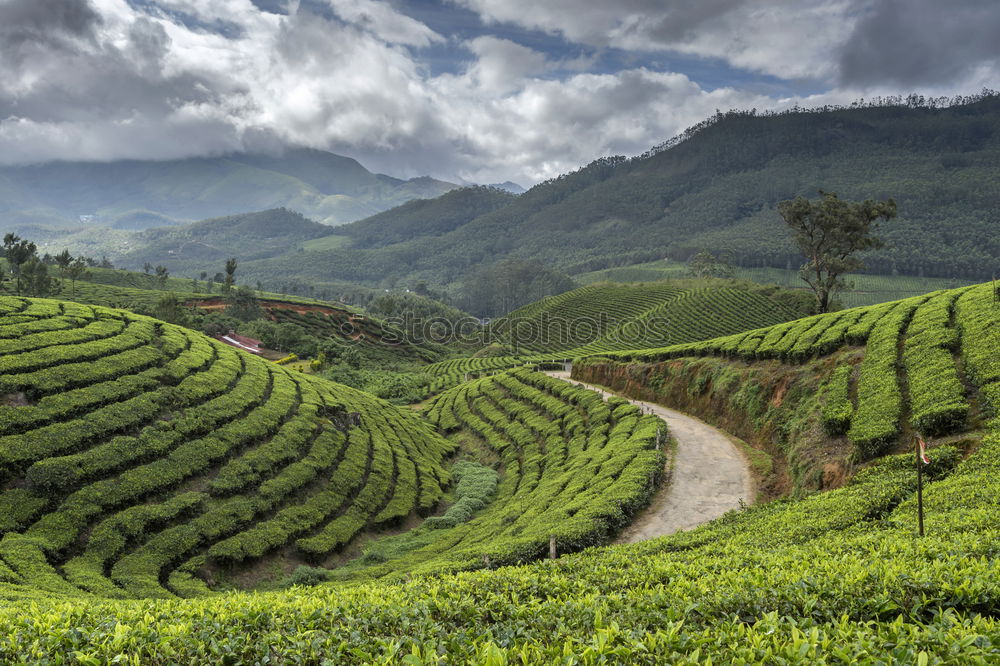 Similar – Image, Stock Photo tea always goes