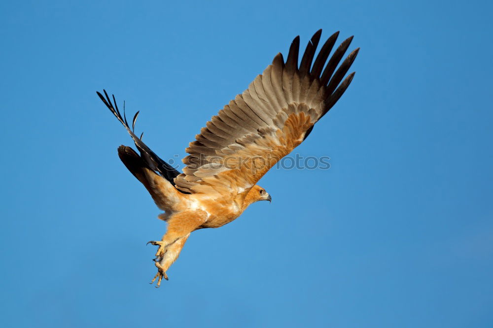 Similar – Foto Bild Mäusebussard, oder?