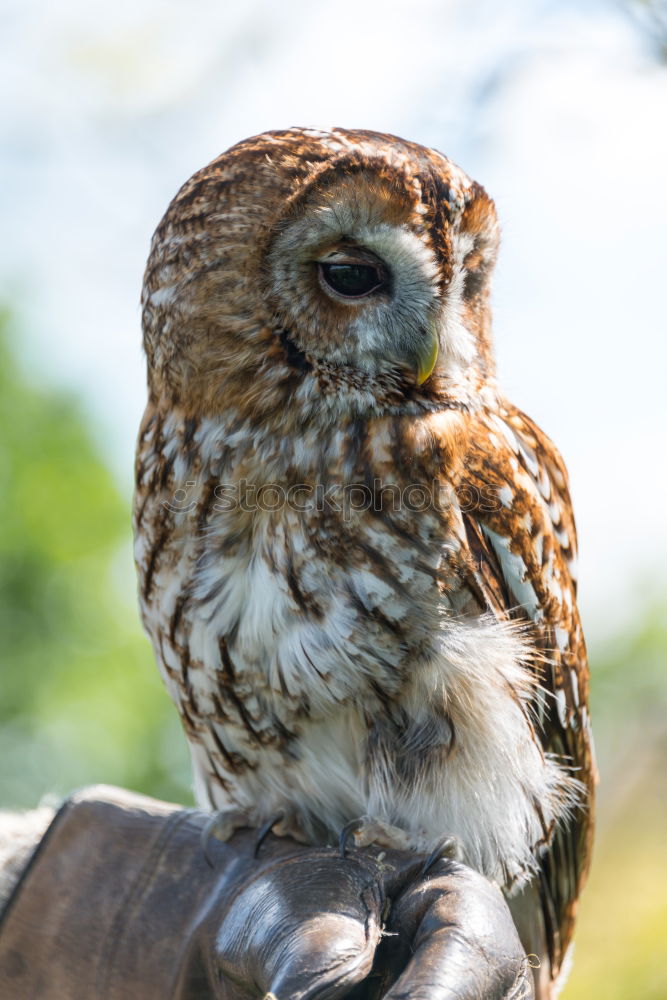 Similar – Image, Stock Photo bobby Animal Wild animal