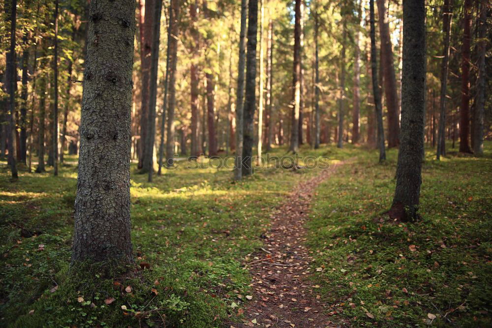 Similar – Image, Stock Photo autumn walk Human being