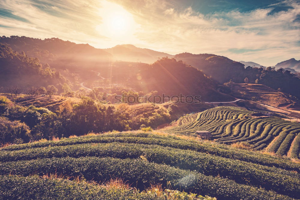 Similar – Image, Stock Photo Vineyards in Trento in autumn