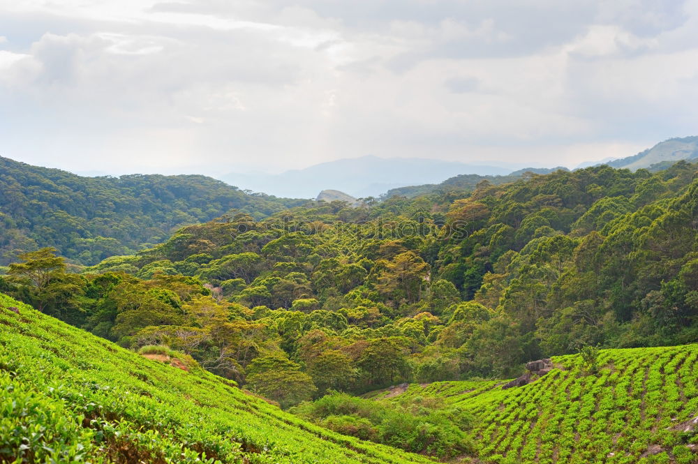 Similar – Image, Stock Photo good-morning tea