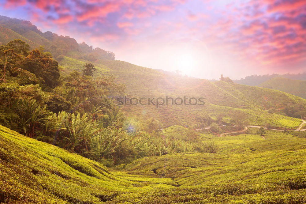 Similar – Image, Stock Photo Tea plantations of Kandy