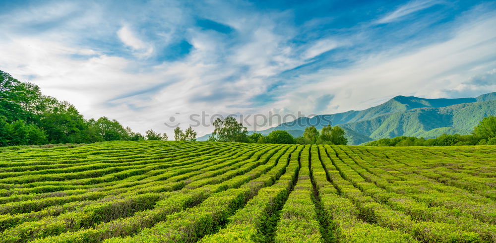 Similar – Image, Stock Photo green yes green
