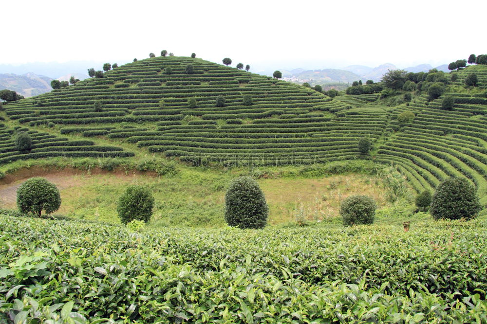 Similar – Image, Stock Photo How about tea?