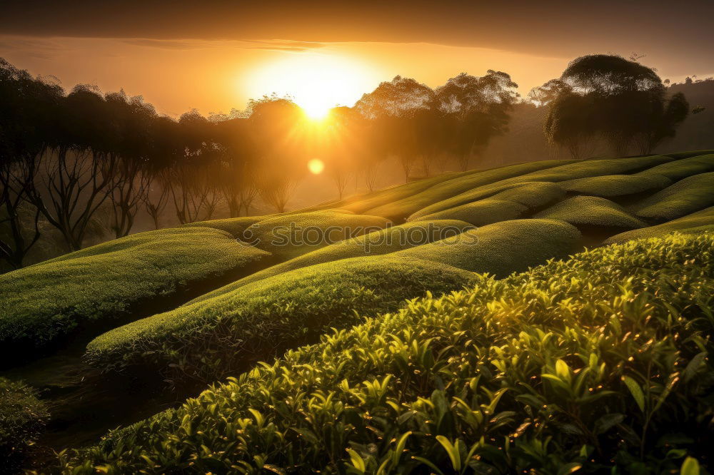 Similar – Image, Stock Photo green yes green