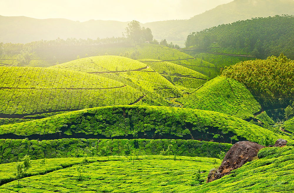 Image, Stock Photo Tea plantations of Kandy