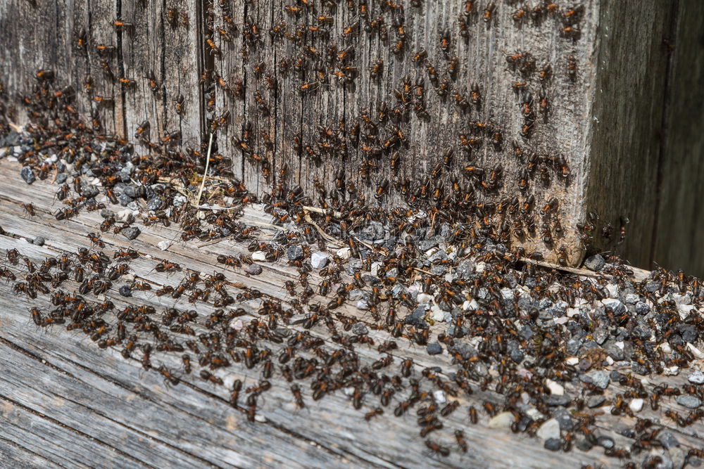 Image, Stock Photo orderly swarm Wild animal