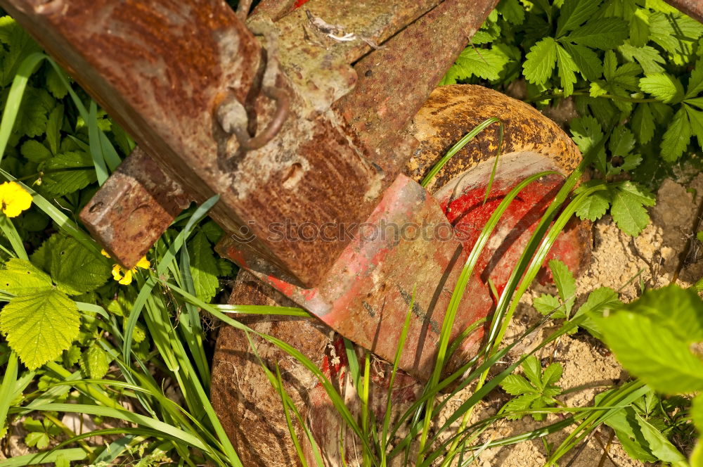 Similar – carrot harvest Food