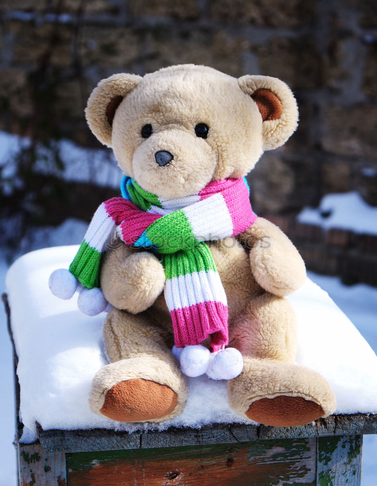 Similar – old teddy bear in a scarf sits on white snow