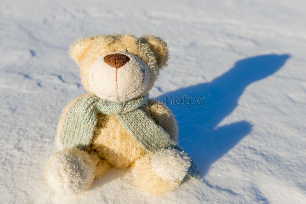 Similar – old teddy bear in a scarf sits on white snow