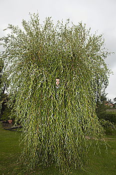 Similar – Bush in the wind Bushes