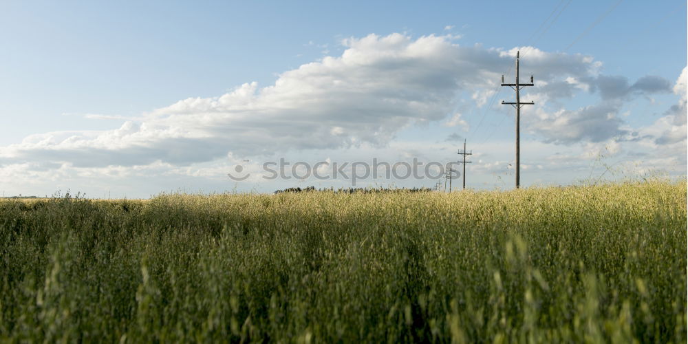 Image, Stock Photo Cuban Prairie