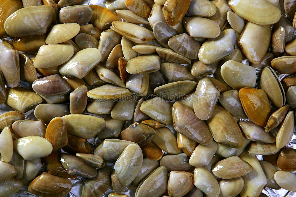 Similar – Foto Bild Muscheln Strand