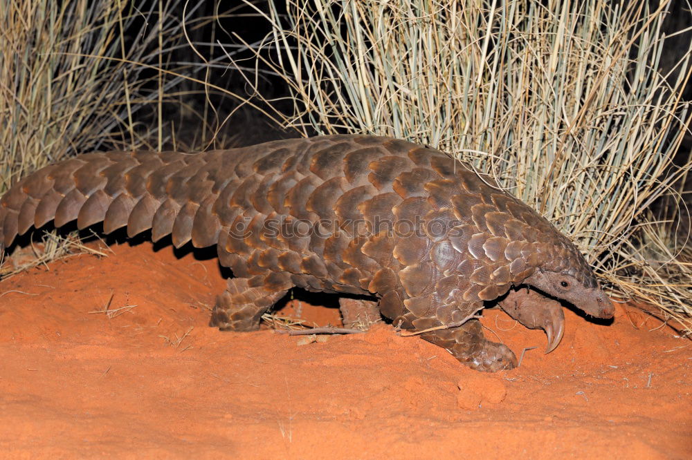 Similar – Foto Bild howard carpendale Tier Zoo