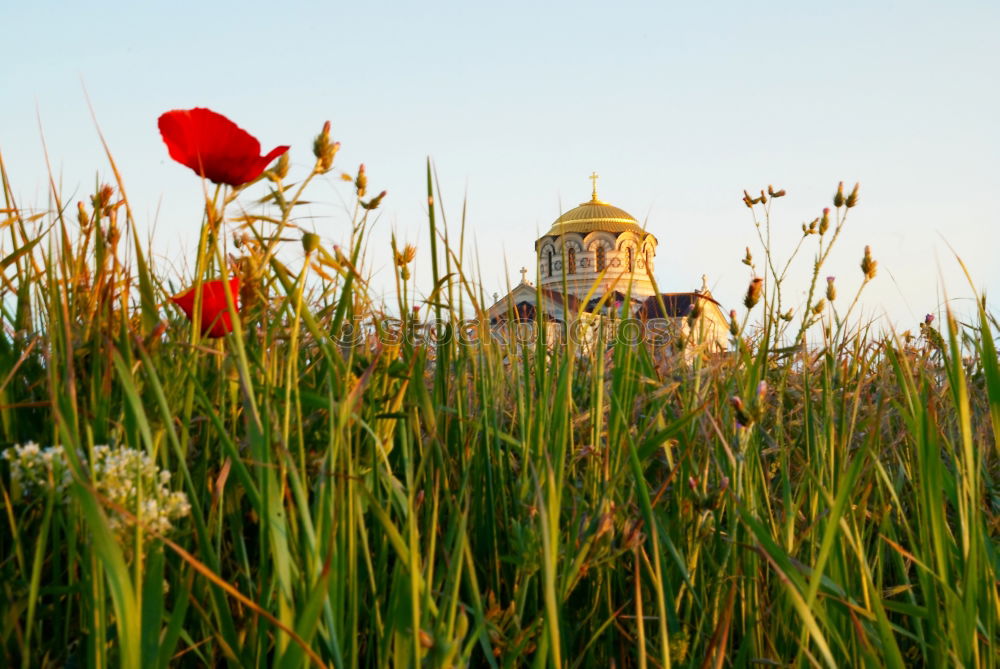 Similar – Frauenkirche Dresden in spring