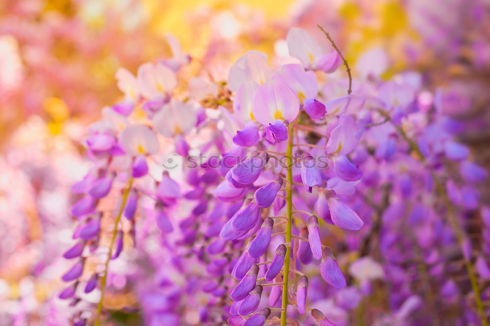 Similar – Lavender, background with bokeh