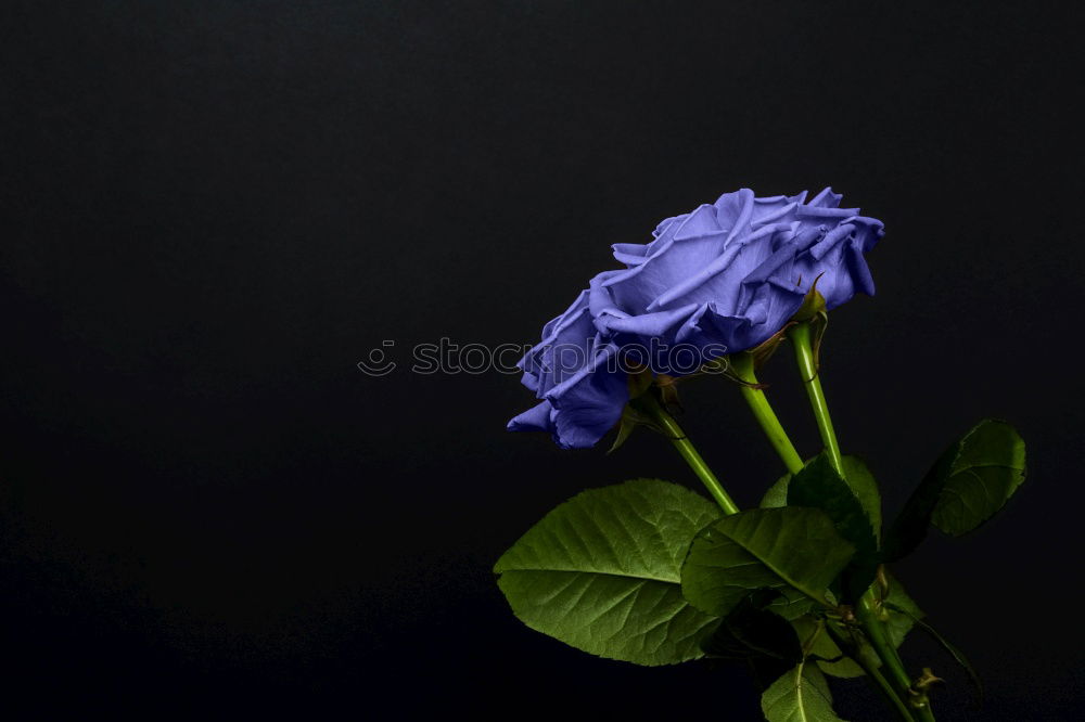 Roundleaf Bellflower, Campanula rotundifolia