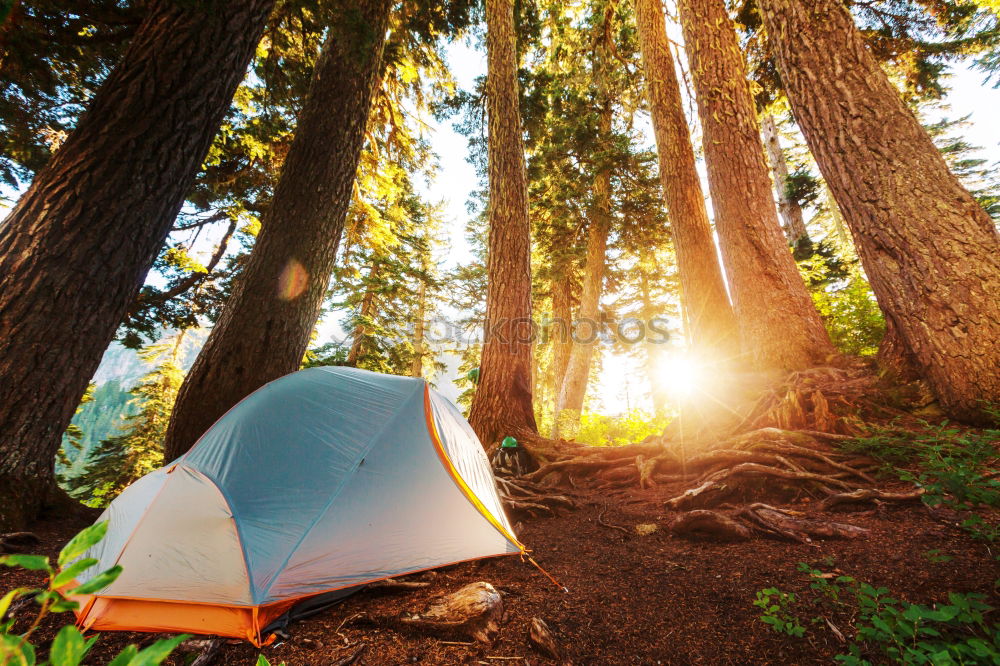 Similar – Image, Stock Photo Tent in the forest on sunlight